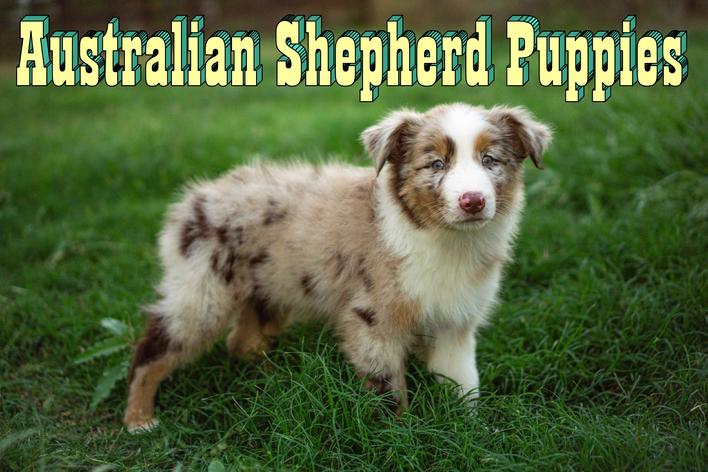 Welcome to A•Y•RAAM LLC. We raise purebred AKC or ASCA registered Australian Shepherd puppies.